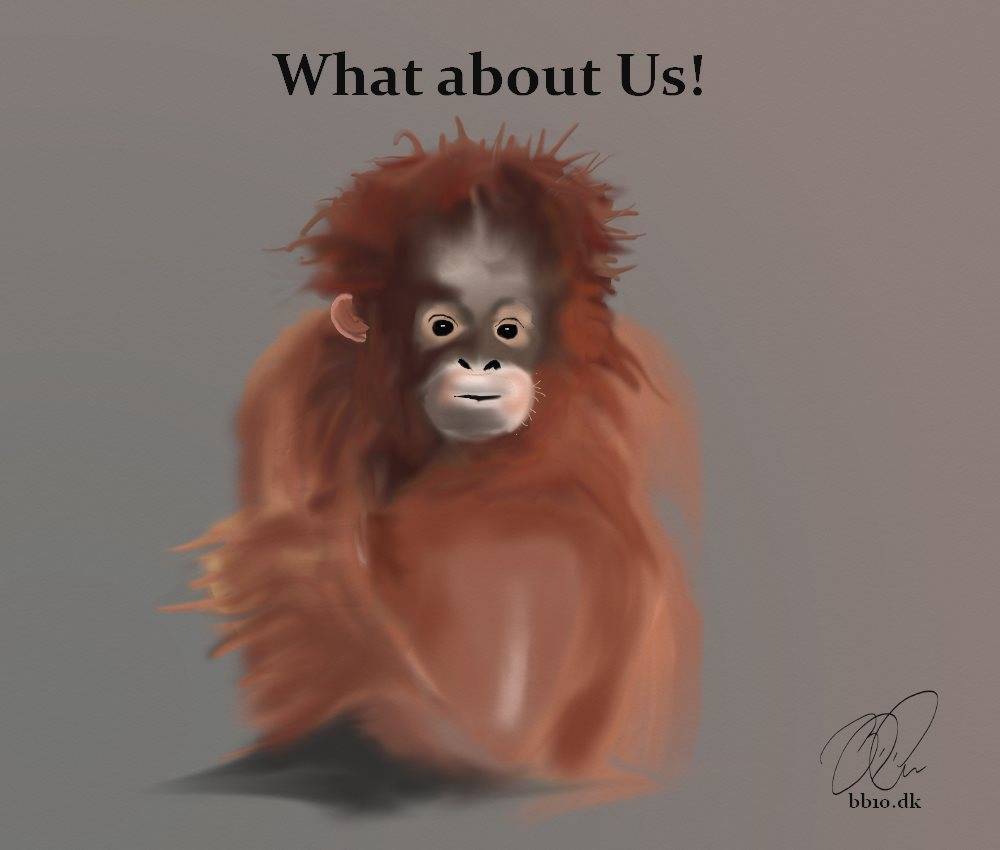 Go to Orangutan