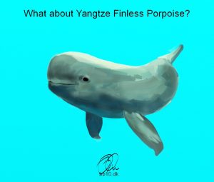 Go to Finless Porpoise