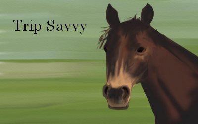 Trip Savvay wild horses and Ponies