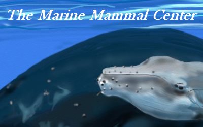 Marine Mammal Center Humpbacks 