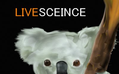 Koala Bear LIVE SCIENCE
