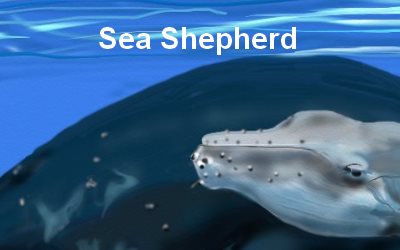Humpbag Sea Shepherd Global