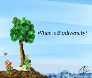 What is Biodiversity
