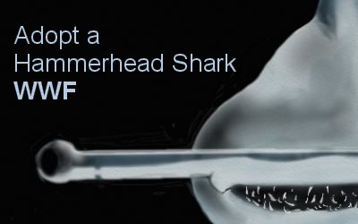 WWF Adopt a Hammerhead Shark  