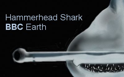 BBC Earth Hammerhead Shark  