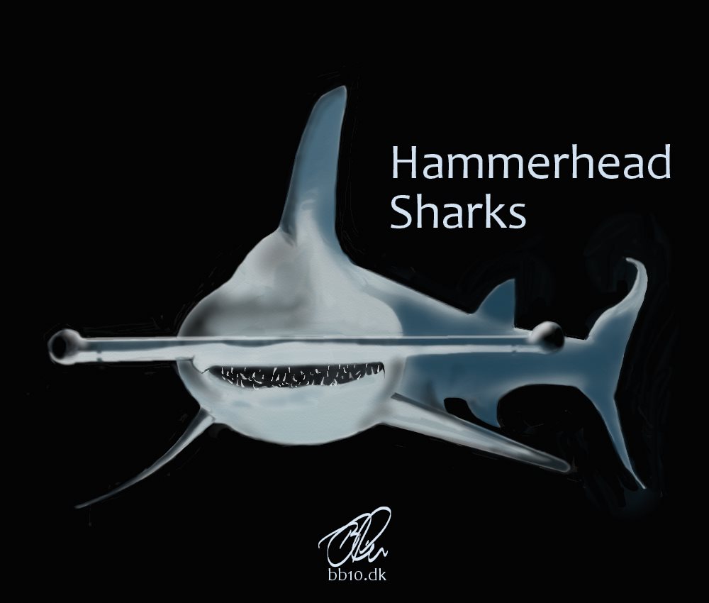 National Geographic Hammerhead Sharks
