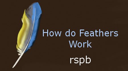 rspb How do Feathers Work