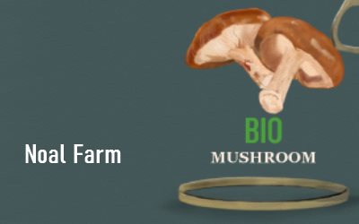 Noal Farm How to Harvest Million Mushrooms