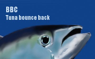BBC Tuna bounce back