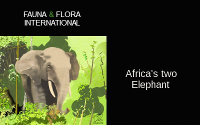 Fauna & Flora Africa's two Elephant