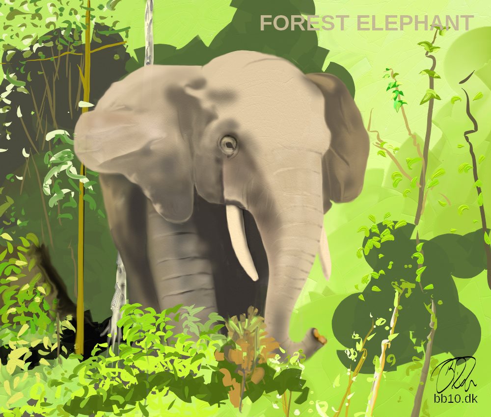 African Wildlife Forest Elephant