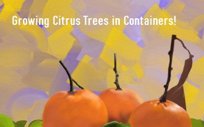 Garden Answer Growing Citrus Trees in Containers!