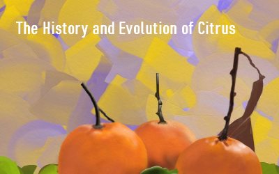 The History and Evolution of Citrus