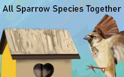All Sparrow species together