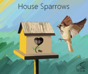 Go to House Sparrows