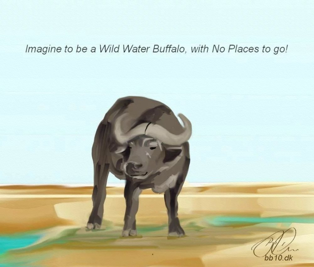Go to Water buffalo