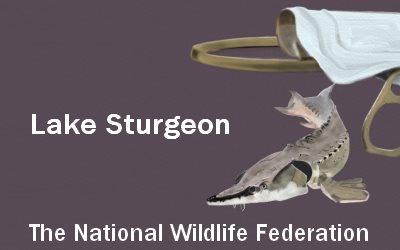 National Wildlife Federation Lake Sturgeon