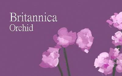Britannica Orchid