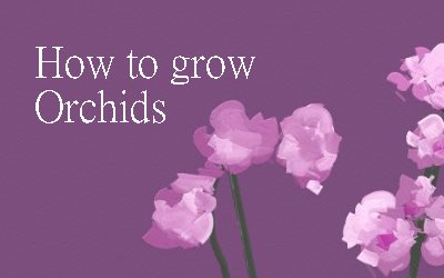 How to grow Orchids The Gardening Channel