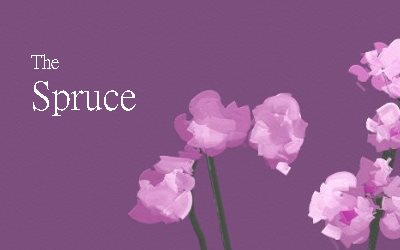 The Spruce The Bacic indoor Orchid Care