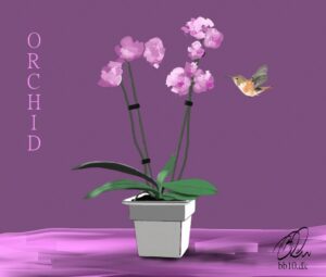 Go to Orchid