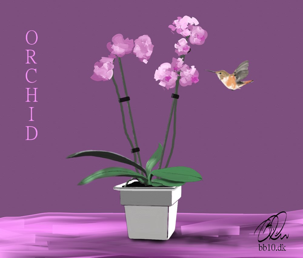 Ambius The ultimate Guide to Orchids