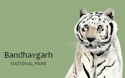 All about White Tigers in India - Bandhavgarh National Park