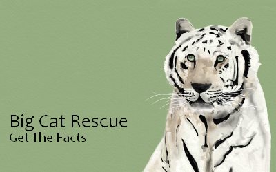 Big Cats Rescue Get the Facts
