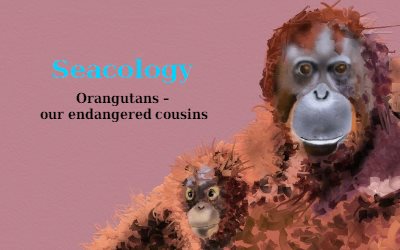 Seacology Orangutan our endangered cousins