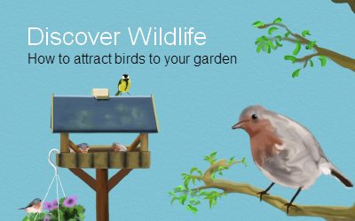 Discover Wildlife How to attract birds to your garden
