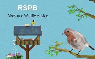 RSPB Birds and wildlife advice