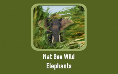 Nat Geo Wild Elephants