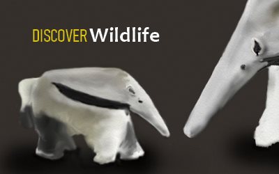 Go to Discover Wildlife