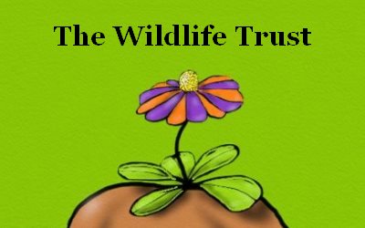 Wildlife Trust Explorer wildflowers